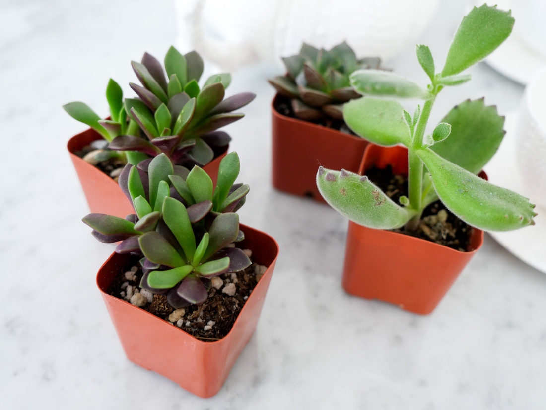 mini succulents used by Eva Amurri Martino on the REZTT blog for her DIY Teacup Planters feature