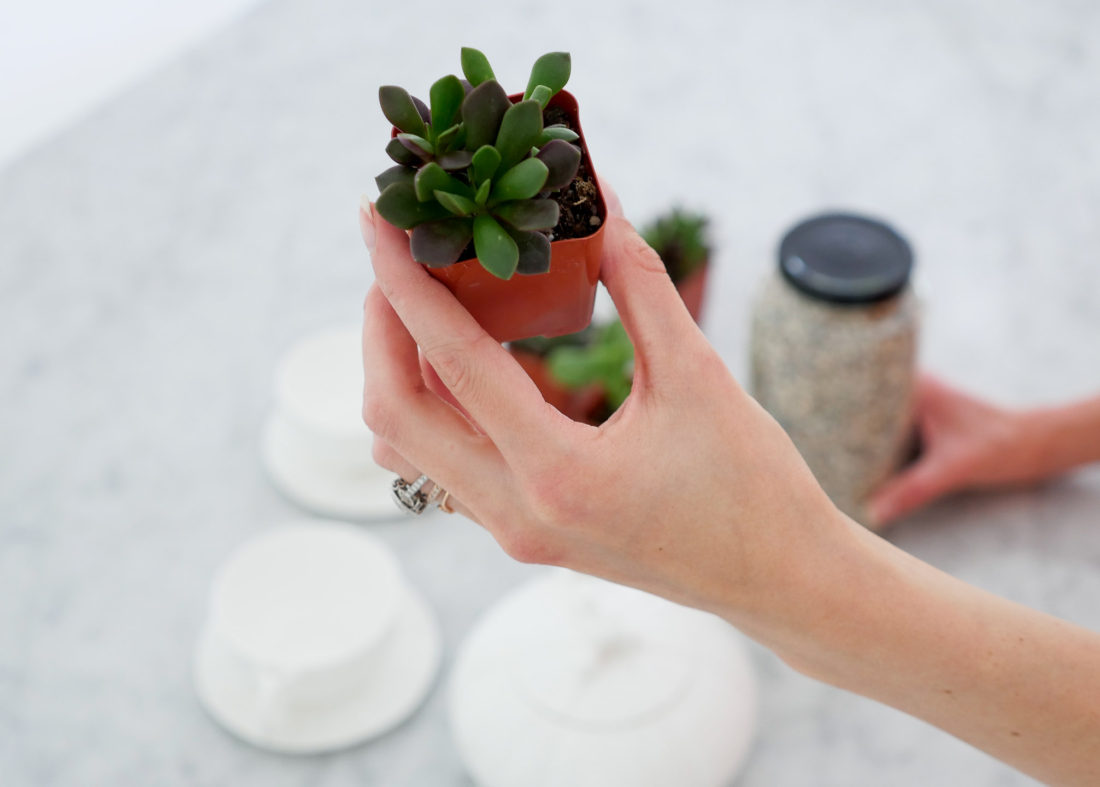 Eva Amurri Martino of the REZTT blog displaying a mini succulent being used for a DIY Teacup Planters craft feature