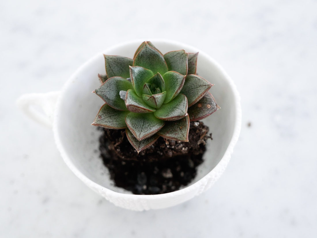 a mini succulent on the REZTT blog as part of a DIY Teacup Planters crafting feature