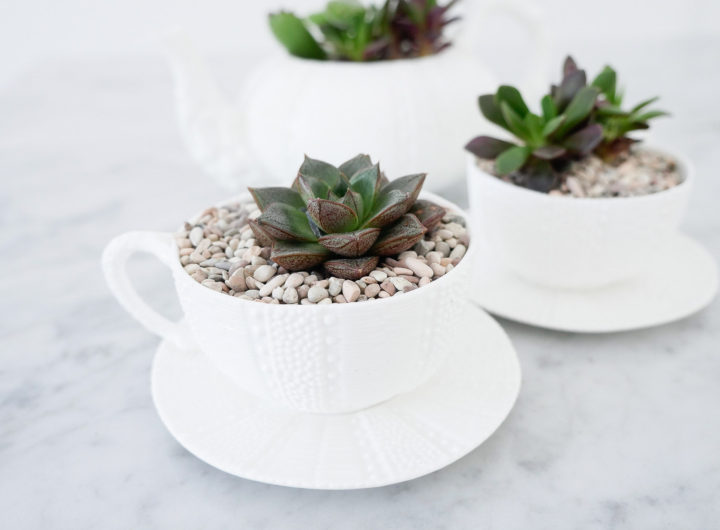 DIY teacup planters featuring small succulents surrounded by tiny pebbles in a white china tea cup on the REZTT blog by Eva Amurri Martino