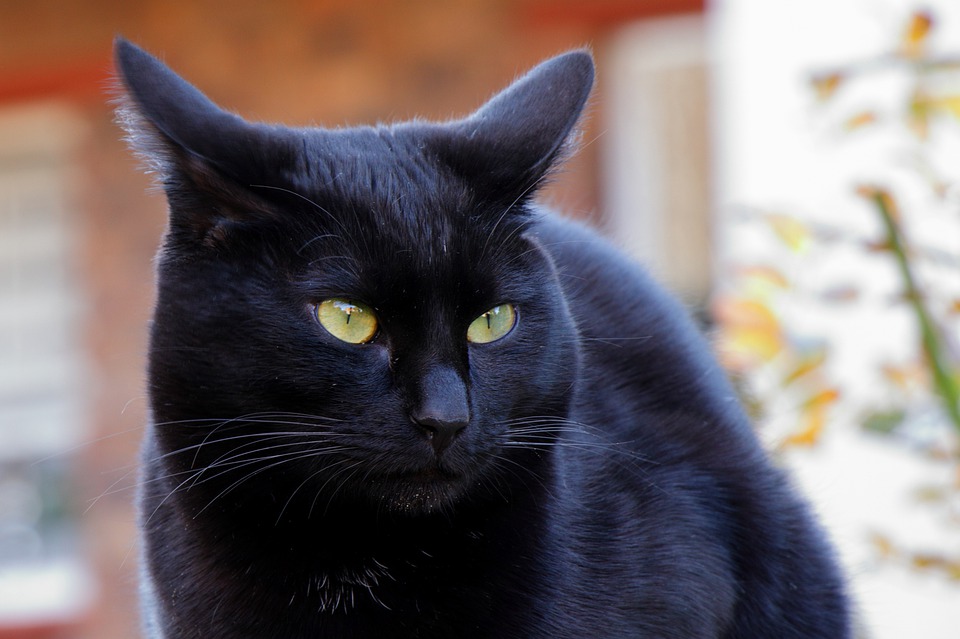 Eva Amurri Martino shares a list of last minute Halloween costumes you can copy using clothes you already own, including a Black Cat.