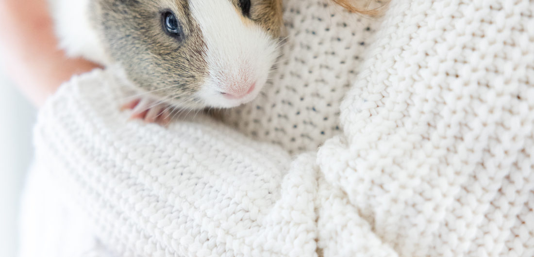 Eva Amurri shares all about her family's new guinea pig
